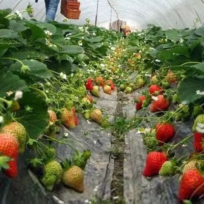 現實版“開心農場”上線啦~家門口就能種菜收菜,做個快樂農場主~!