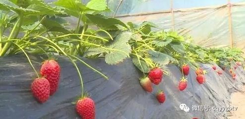 又到草莓成熟時(shí)!云陽草莓采摘地來啦~簡(jiǎn)直太甜蜜!