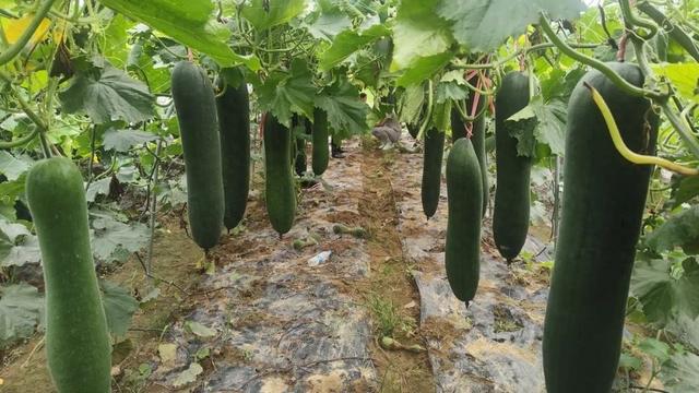 一個冬瓜半人多高!黃陂這家農場應用“吊種”技術獲豐收