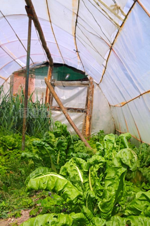 家庭菜園蔬菜溫室