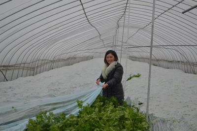 商丘市民權縣優秀致富帶頭人--李玉姣