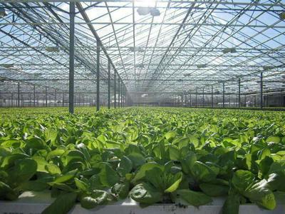 綠蜻蜓生態農場