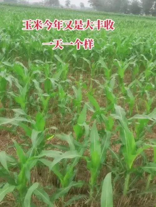 農業種植 2022新農人 新農人創業 中藥材種植基地 土地流轉補貼農業種植補貼家庭農場補貼養殖補貼