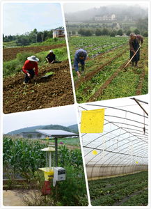 重慶綠色蔬菜配送公司沐豐園生態農場種植蔬菜瓜果合作