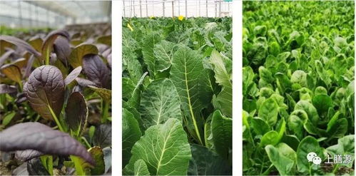 網紅農場 上膳源周莊農場春耕正忙