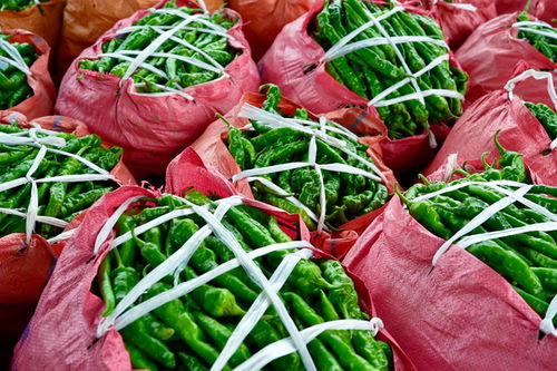 來賓 萬畝辣椒豐收采摘忙