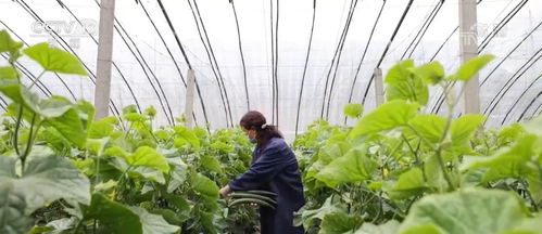 設施蔬菜 挑大梁 豐富百姓 菜籃子