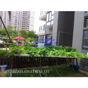 水培蔬菜設備圖片 中國供應商