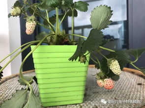 小學一年級科學課程必備 家庭作業全靠它搞定