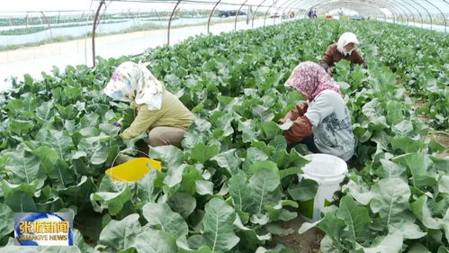 有機蔬菜俏銷上海深圳 張掖甘州 鏈 就綠色招牌鳳凰網甘肅 鳳凰網