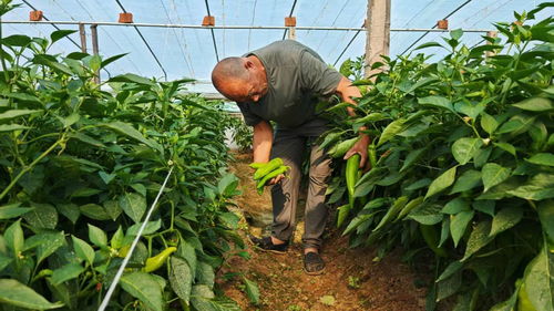 蔬菜 蔬 寫產業新篇章 央廣網