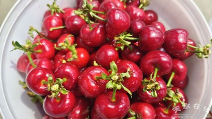 大棚果蔬新鮮上市 致富產業迎來豐收季(圖)