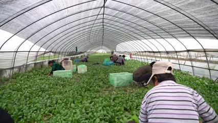 【大國小鮮@基層之治】江蘇如皋:農村物流 “加速跑”,農產品變成“緊俏寶”