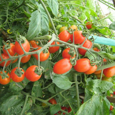 費縣帥強家庭農場-