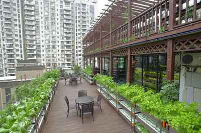 深圳新型農場種蔬菜