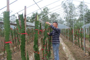 梁平 流轉土地建農場 經濟效益節節高