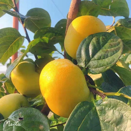 年度 浙江省采摘旅游體驗基地名單 出爐,新區4家上榜