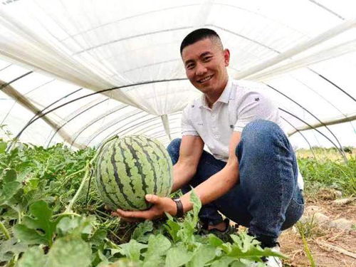 江蘇宿遷 瓜果飄香 谷滿糧倉 振興路上致富忙