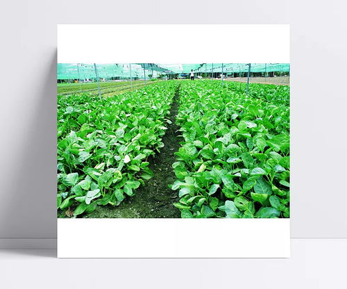 田園 蔬菜 綠色 菜地 番茄 辣椒 水稻 青菜 豆 新鮮 葫蘆 蘆薈 無公害 瓜 茄子 田園,蔬菜,綠色,菜地,番茄,辣椒,水稻,青菜,豆,新鮮,葫蘆,蘆薈,無公害,瓜,茄子 文qi