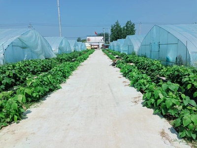 潘集區泥河鎮:特色農業賦能鄉村振興