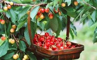 賣貨郎攜手博愛縣政府助力農產品 櫻桃 上行