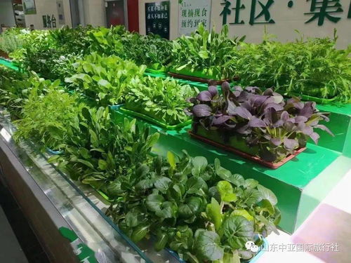 山東中亞今日播報 春天該有的家庭蔬菜種植 打造陽臺 小農場