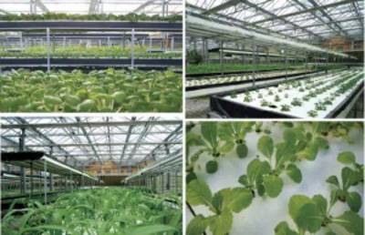 農(nóng)技達(dá)人:既“種吃的”又“種看的” 這個(gè)家庭農(nóng)場居然比花園還美