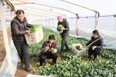 無棣縣信陽鎮大棚蔬菜“火” 寒冬增收忙