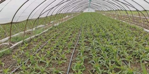 紀(jì)王場鄉(xiāng):小“萵苣”種出“大財(cái)富”