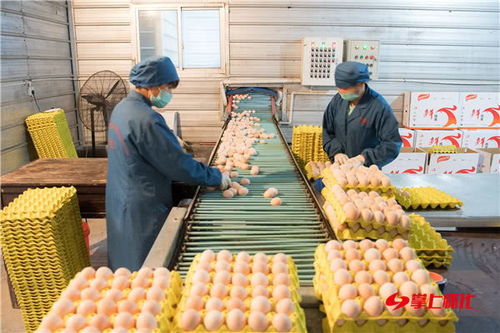 聚焦2019年懷化經(jīng)濟(jì)亮點(diǎn)│品牌興農(nóng) 農(nóng)興業(yè)旺