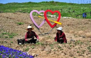 80萬個家庭農(nóng)場走向哪里 未來發(fā)展趨勢就是這3點