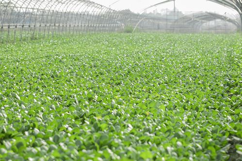 60w 好文分享,淺談中國團餐的現(xiàn)狀和未來