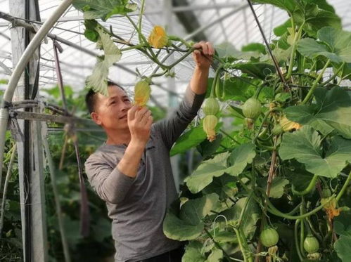 浙江桐鄉(xiāng)鳳鳴街道張繼東 蔬菜大棚走出的 全國勞模