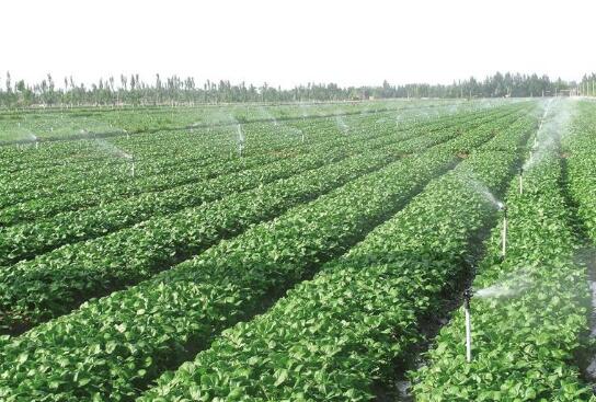 塞上菜園 香飄四海
