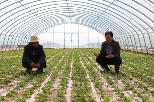 甘肅榆中縣 科技賦能 綠色接力 30萬畝高原夏菜大田移栽