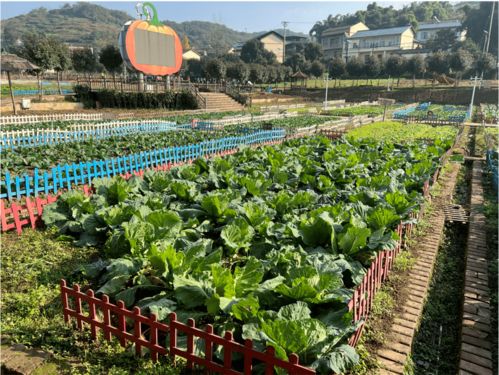 重慶沙坪壩 拓展鄉(xiāng)村多重價(jià)值 推動(dòng)資源要素互融的蔬菜種植家庭農(nóng)場實(shí)踐