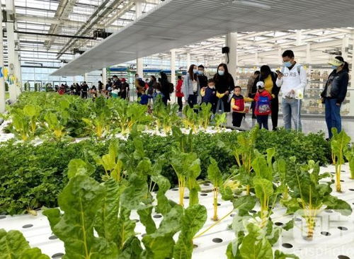 北京小朋友暢游智慧農(nóng)場 體驗(yàn)智慧農(nóng)業(yè)與蔬菜種植的樂趣
