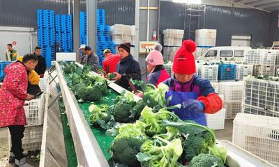 江蘇如東 打好春耕春管