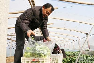 無棣縣信陽鎮(zhèn) 大棚蔬菜“火”寒冬，家庭農(nóng)場增收忙