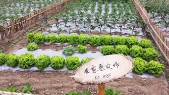 家庭農場運營與蔬菜種植的成功之道 融合社區與親子元素，實現年入園10萬人次