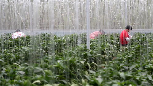 東營市廣饒縣張守鳳家庭農(nóng)場 蔬菜種植典范引領(lǐng)全國家庭農(nóng)場發(fā)展