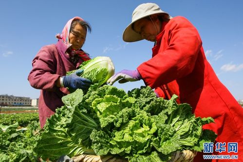 云南曲靖沾益蔬菜喜迎豐收，節前農戶采收忙