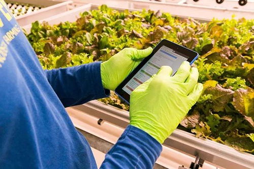 未來農場 綠色金礦——蔬菜種植家庭農場新篇章