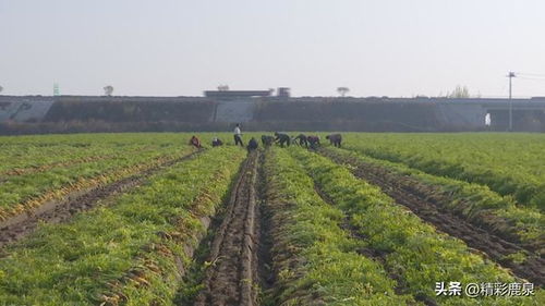 鹿泉喜豐收 農民拔起金蘿卜，蔬菜種植家庭農場迎來碩果累累