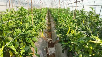 品味田園 黃皮辣椒在家庭農場中的獨特魅力