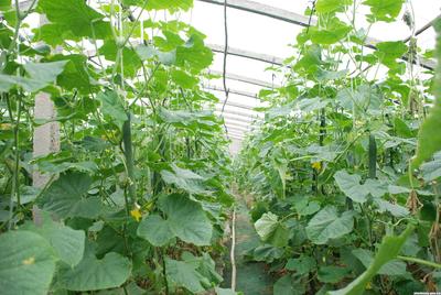 創美農果蔬種植園——打造屬于你的家庭主題農場