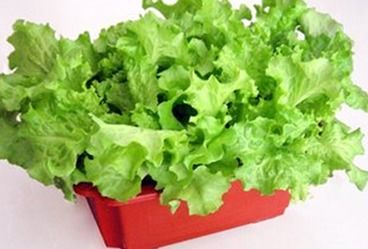 家庭陽臺種植生菜 從播種到收獲的全指南