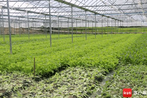 每周三亞關(guān)注 HPV疫苗接種、住房公積金提取、優(yōu)待證申領(lǐng)發(fā)放及蔬菜種植家庭農(nóng)場(chǎng)發(fā)展