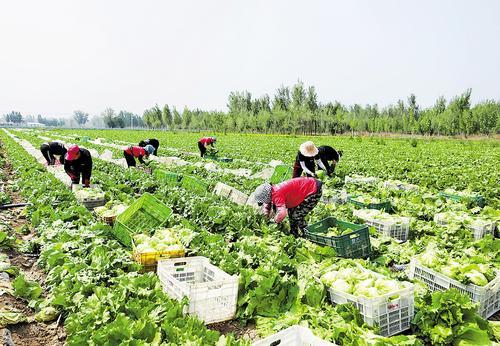 訂單式銷售 蔬菜種植家庭農(nóng)場(chǎng)的新經(jīng)營(yíng)之道