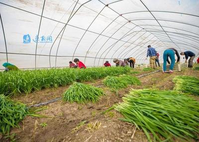 沭陽 建設(shè)蔬菜家庭農(nóng)場(chǎng)，帶動(dòng)留守婦女創(chuàng)收
